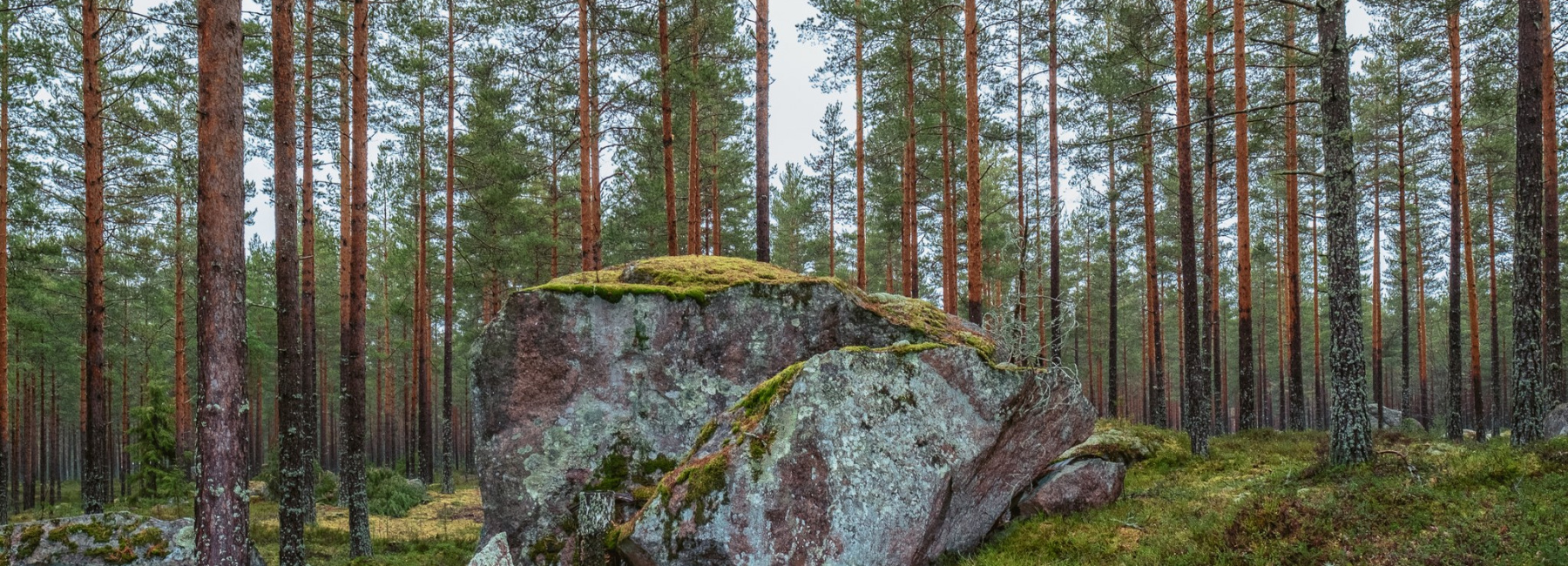 Risujen keräyslavat tulossa viikoilla 19,20 ja 21