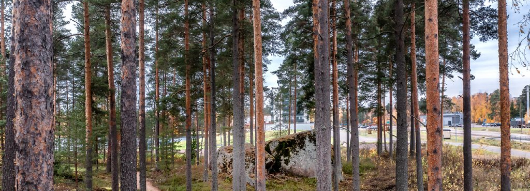 Metsä Pyhtään kunta / Carl Svanfält