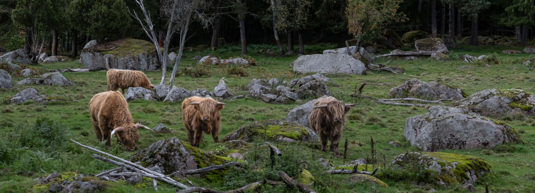 Peltolanmäki Highland-tila, Heinlahti