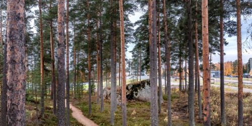 Metsä Pyhtään kunta / Carl Svanfält