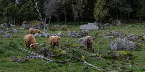 Peltolanmäki Highland-tila, Heinlahti